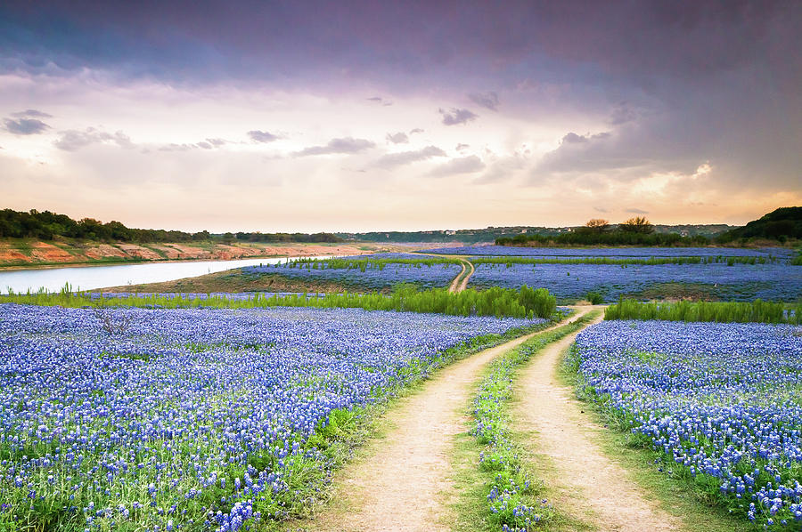 Austin Photograph - A Trail in the middle of bluebonnet field - Texas wildflower by Ellie Teramoto
