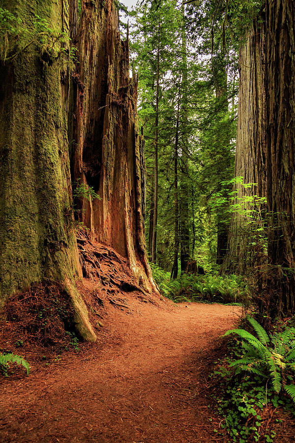 A Trail In The Redwoods Photograph by James Eddy