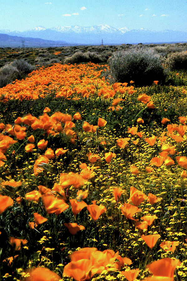 A trail of poppies WC Photograph by Gary Brandes
