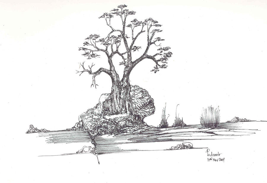 A tree a rock and some grass Drawing by Padamvir Singh