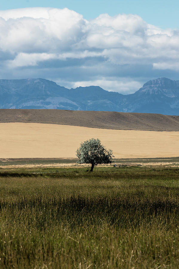 A tree alone in Montana  Photograph by John McGraw