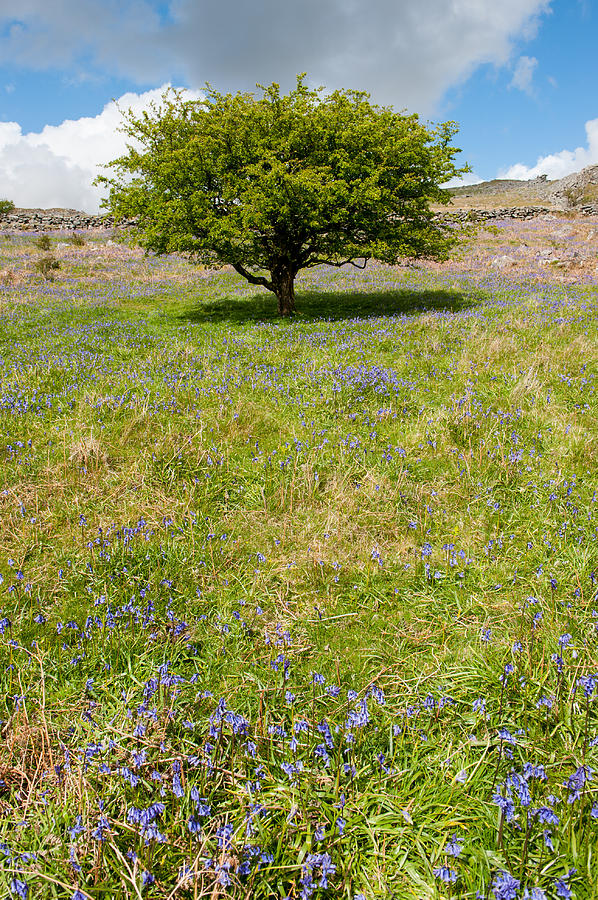 A Tree Among the Bluebells ii Photograph by Helen Jackson
