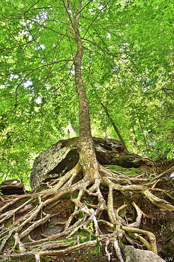 A Tree And Its Roots Photograph by Lisa Wooten