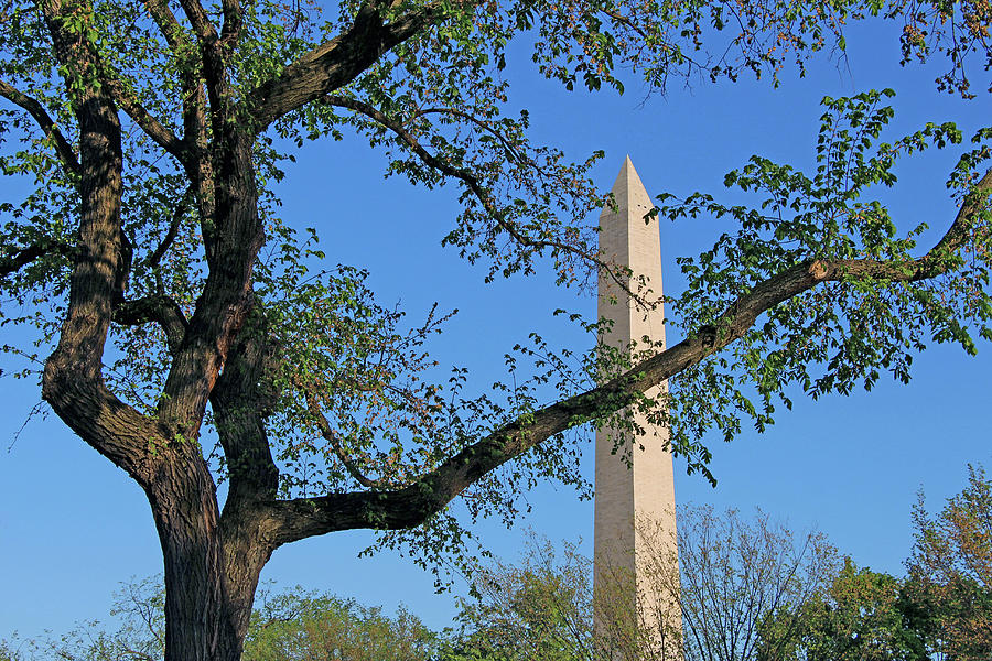 A Tree And The Washington Monument Photograph