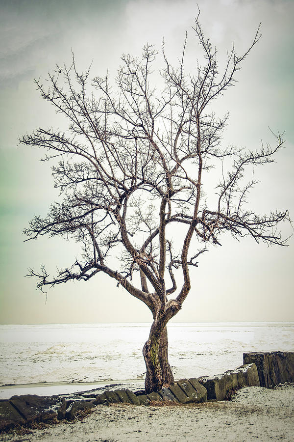 A tree at Edgwater Photograph by Michael Demagall