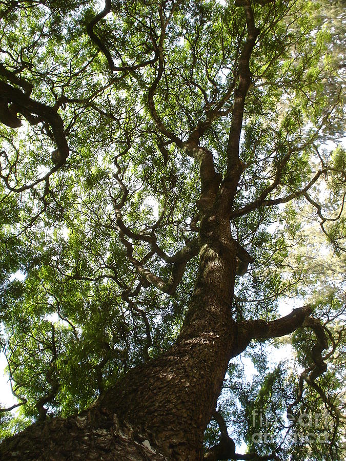 A Tree Photograph by Chandelle Hazen - Fine Art America