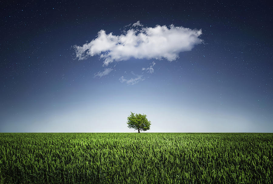 A tree covered with cloud Photograph by Bess Hamiti