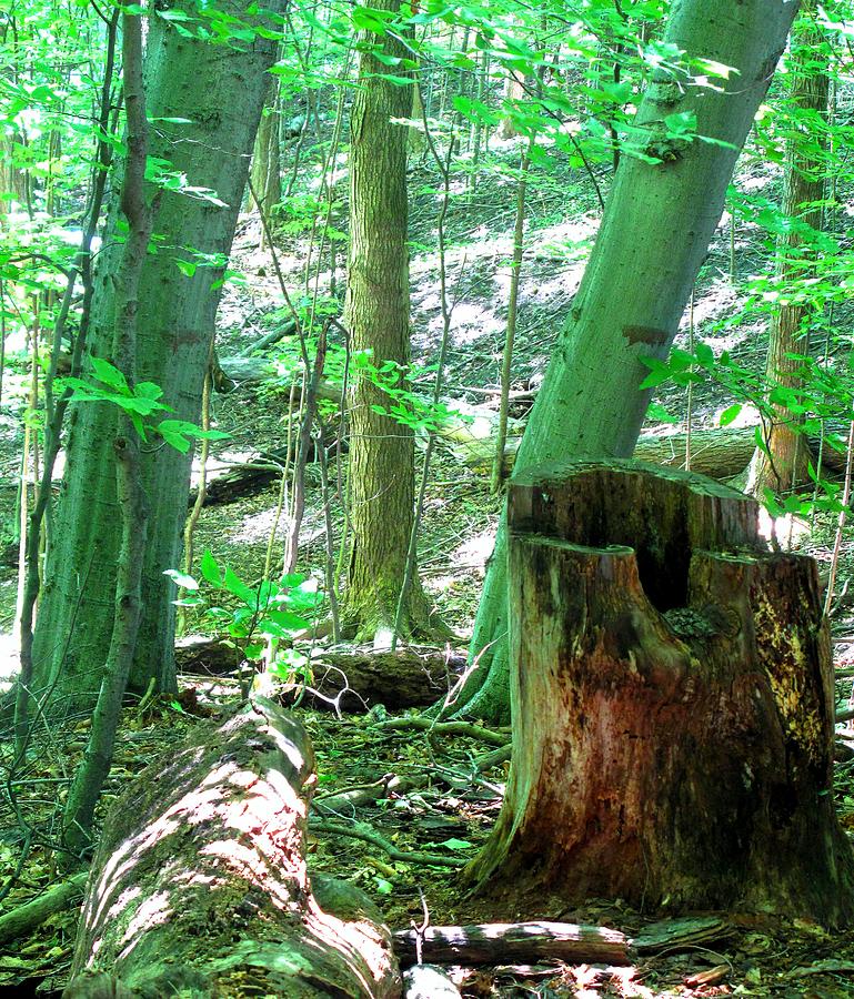A Tree Falls In The Forest Photograph
