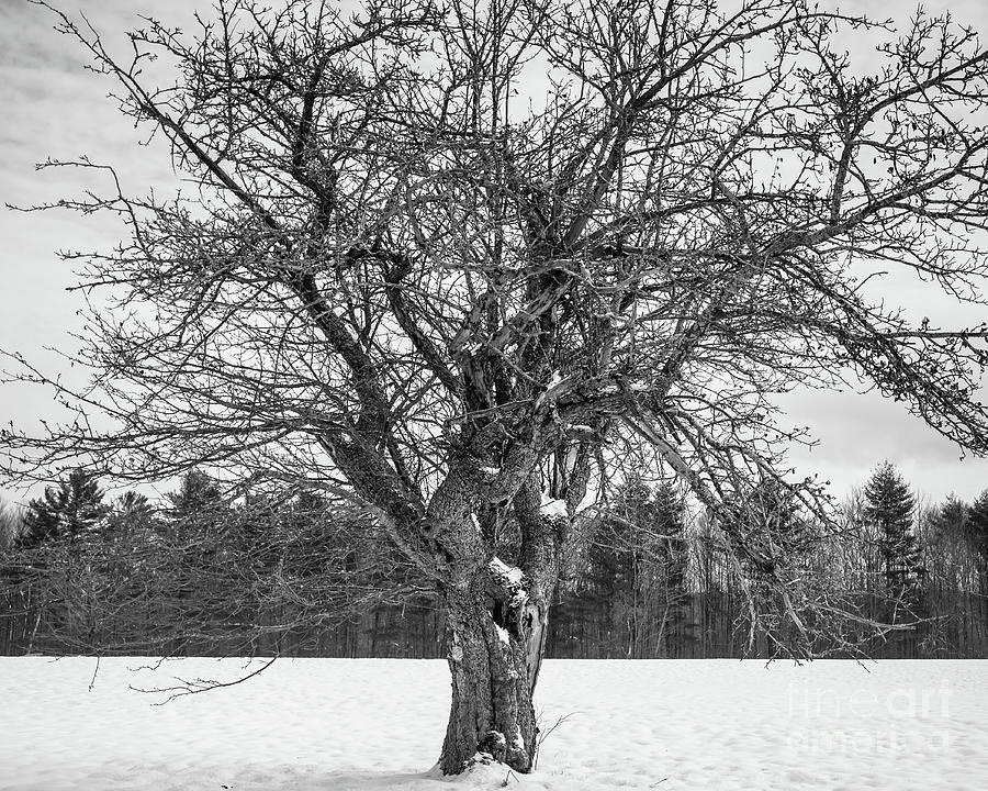 Winter Photograph - A tree for Randall by Edward Fielding