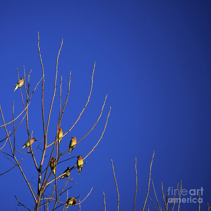 Animal Photograph - A Tree Full Of Wax by Skip Willits