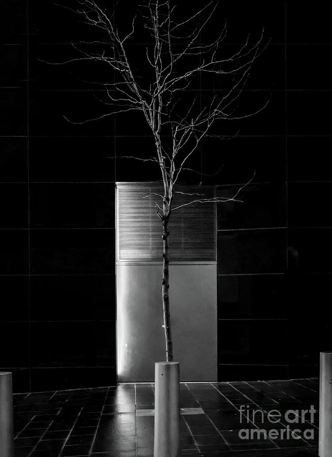 A Tree Grows in the City - BW Photograph by James Aiken