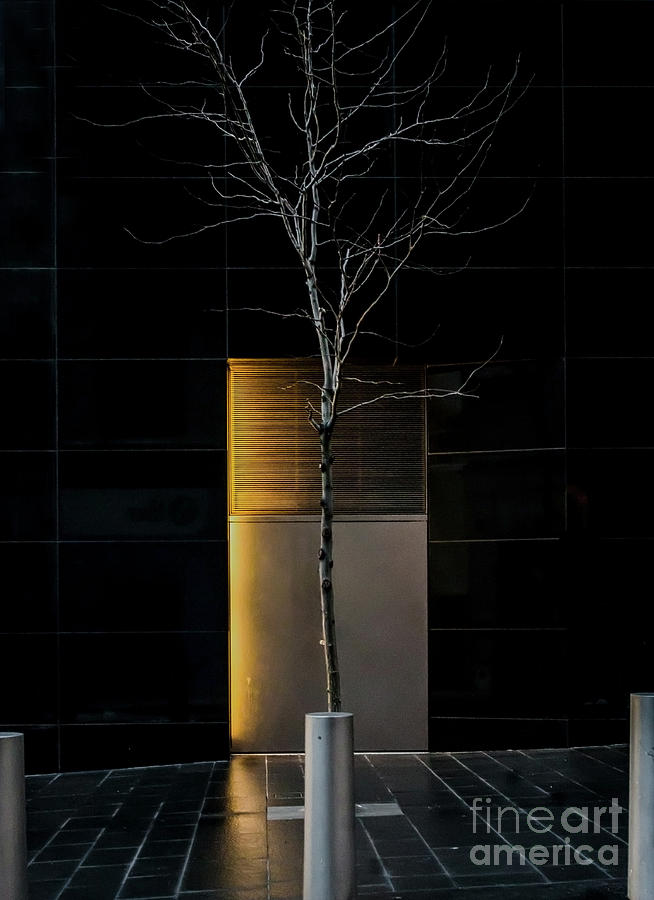 A Tree Grows in the City Photograph by James Aiken