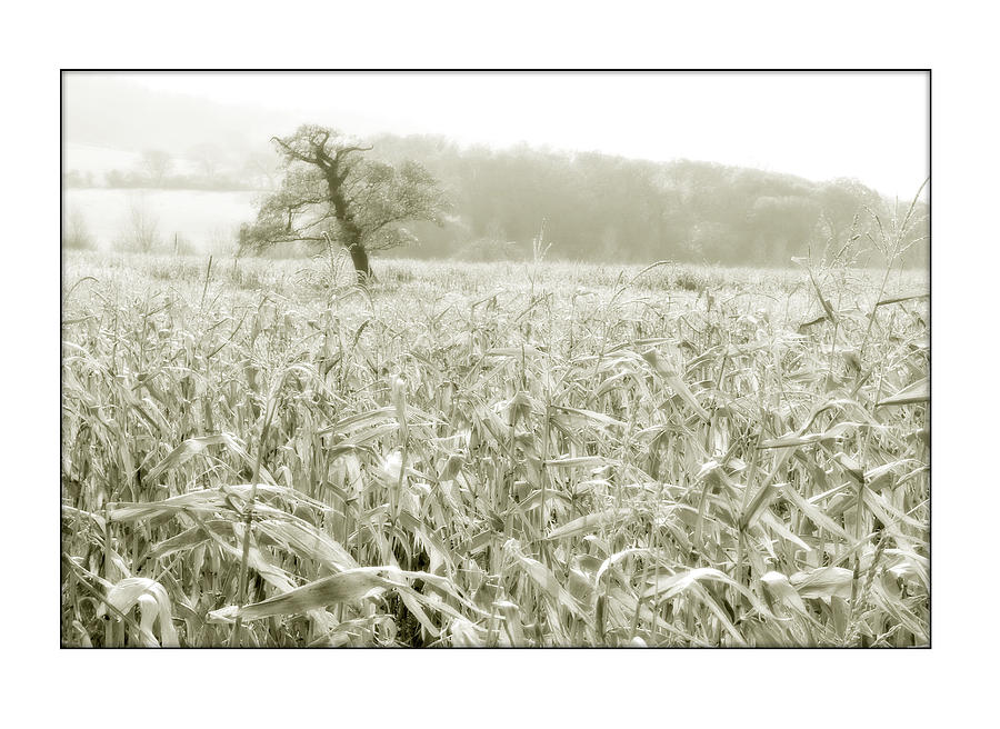 A Tree in a Cornfield Photograph by Mal Bray