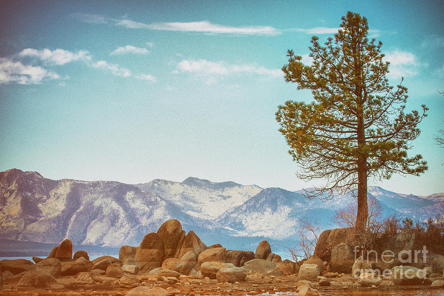 A Tree In Lake Tahoe Photograph