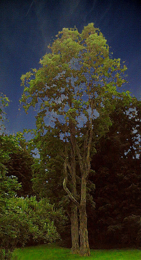 Landscape Photograph - A Tree In Old Bennington by Alan Del Vecchio Landscape Photograph - A Tree In Old Bennington by Alan Del Vecchio