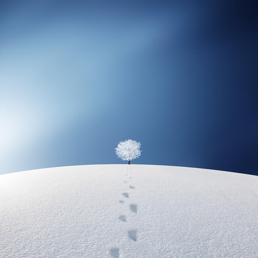Mountain Photograph - A tree in the field by Bess Hamiti