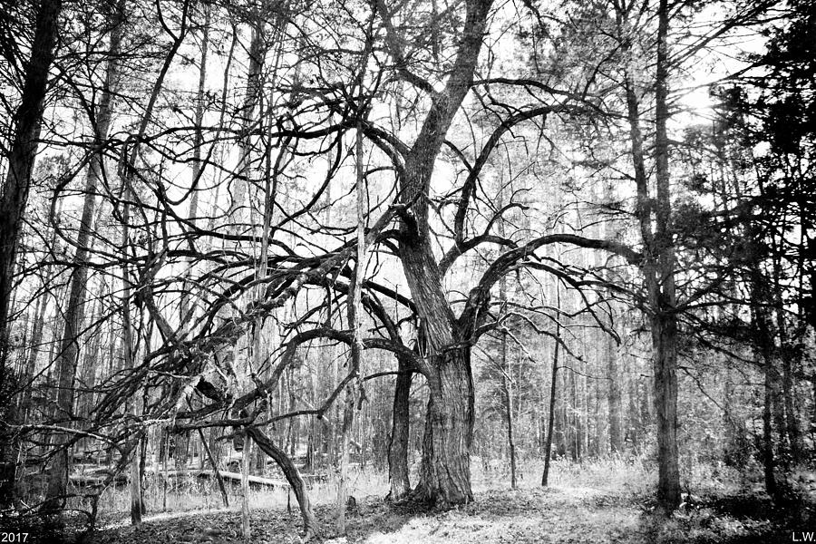 A Tree In The Forest Black And White Photograph by Lisa Wooten
