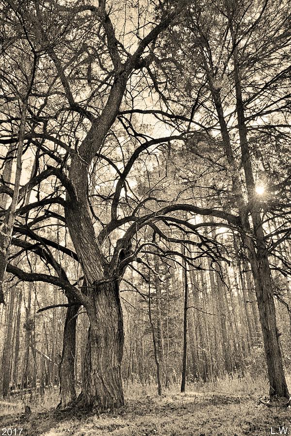A Tree In The Forest Vertical Black And White Photograph by Lisa Wooten