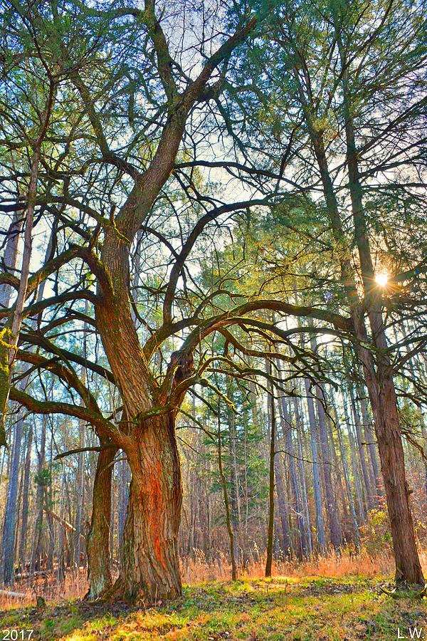 A Tree In The Forest Vertical Photograph by Lisa Wooten