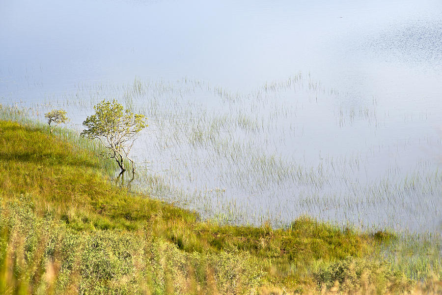 A tree in the Lake of the Scottish Highland Photograph by Dubi Roman