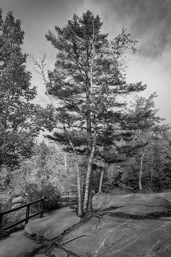 A Tree in the Rocks Photograph by Guy Whiteley