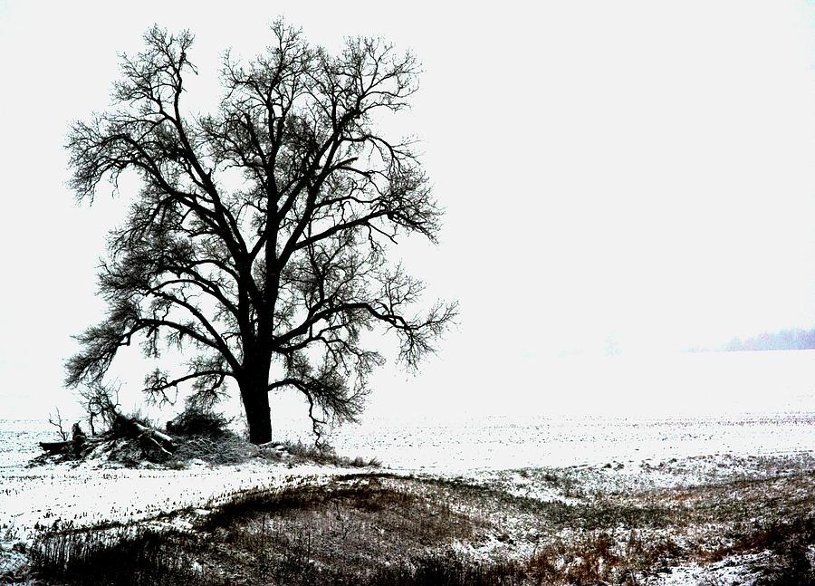 A Tree In Winter Photograph