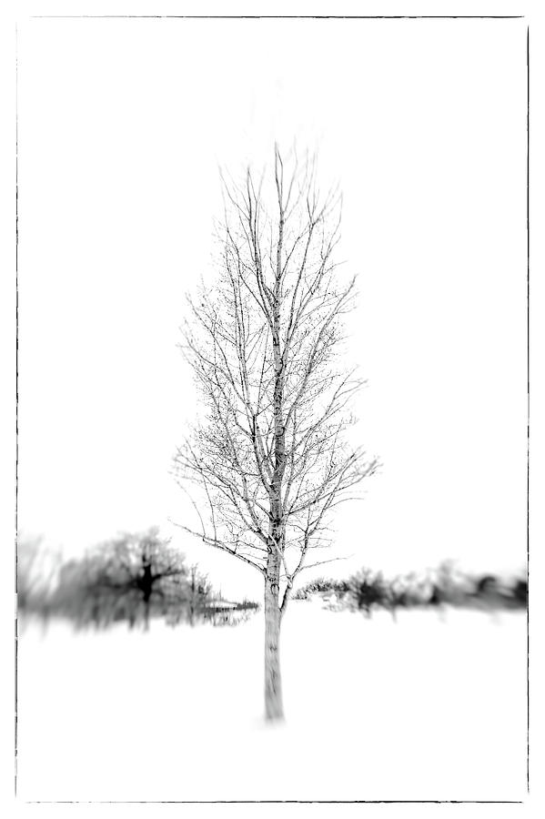 A Tree in Winter Photograph by Michael Demagall