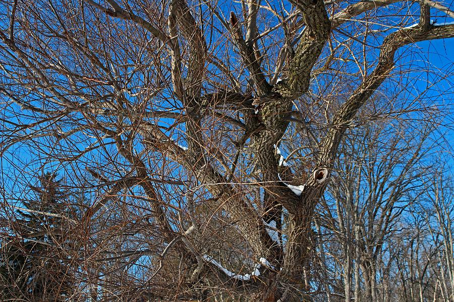A Tree in Winter- horizontal Photograph by Michiale Schneider