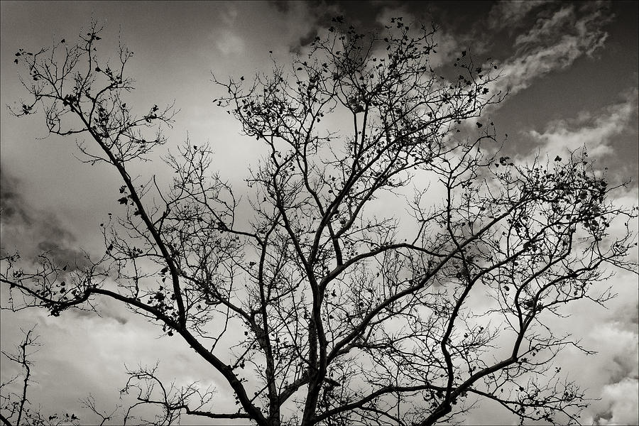 A Tree Laid Bare Photograph