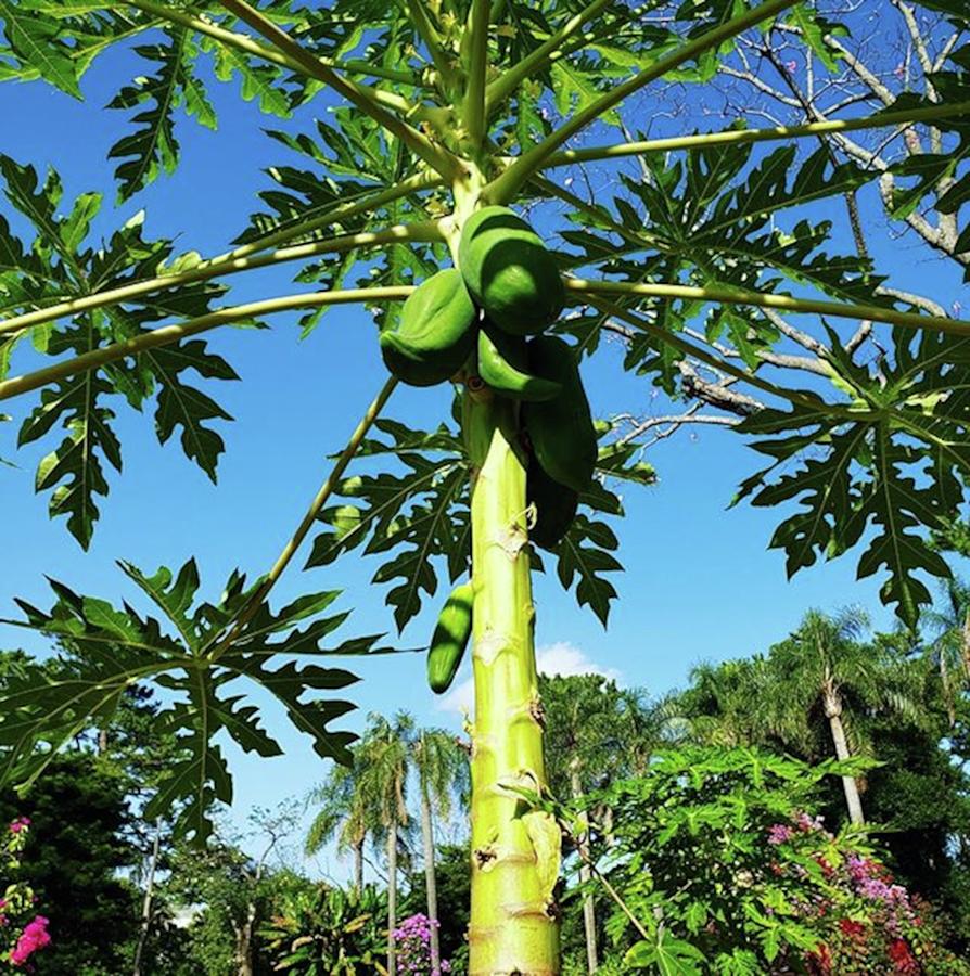 Tree Photograph - A Tree Of Papaya by Beautiful Flowers