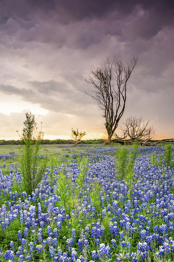 Texas Wildflowers Photograph - A Tree Of Wildflower Field Under Stormy Clouds - Texas by Ellie Teramoto Texas Wildflowers Photograph - A Tree Of Wildflower Field Under Stormy Clouds - Texas by Ellie Teramoto