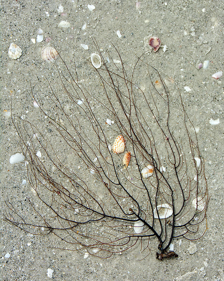 A Tree on the Beach - Sea Weed and Shells Photograph by Mitch Spence