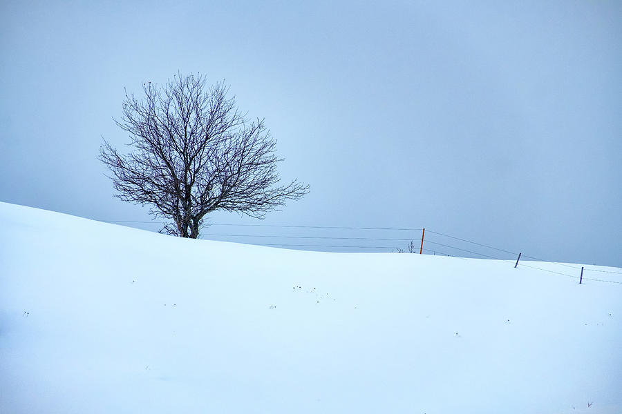 Winter Photograph - A Tree on the Ridge by Rick Berk