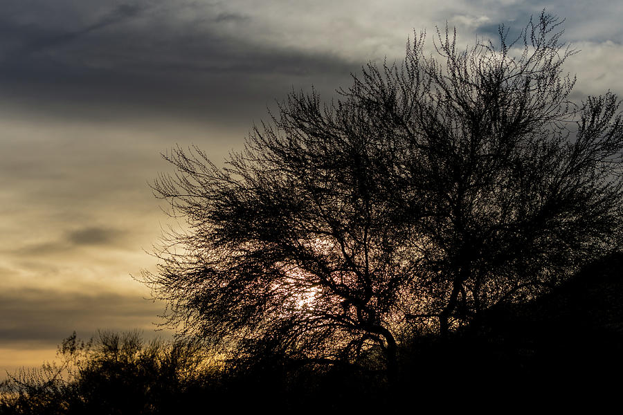 A Tree Silhouette Photograph by Douglas Killourie