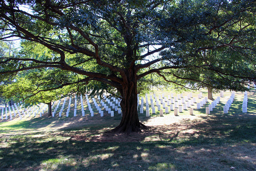 A Tree Split In Arlington Photograph by Cora Wandel