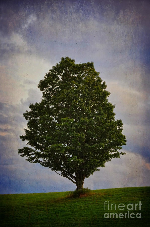 A Tree stands alone on a Hill Photograph by Debra Fedchin