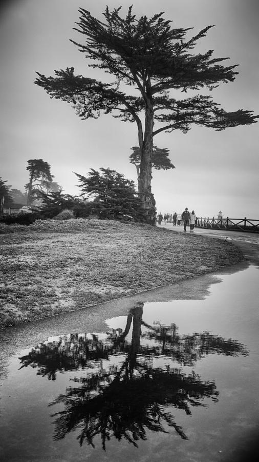 A Tree stands tall Photograph by Lora Lee Chapman
