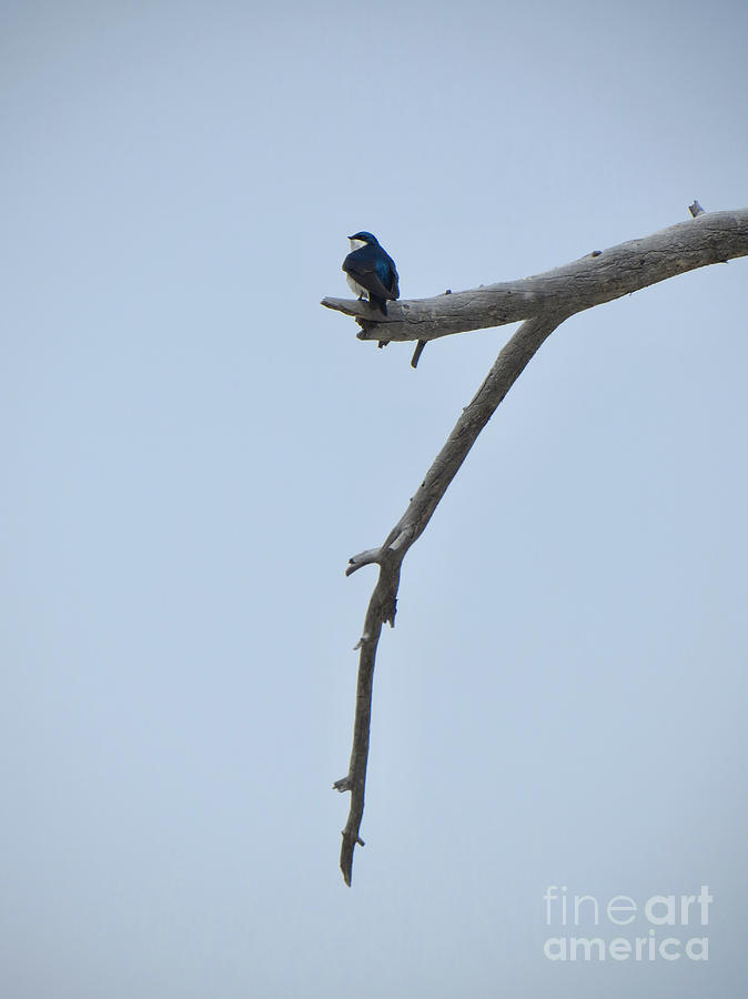 A Tree Swallow Photograph by Rachel Morrison