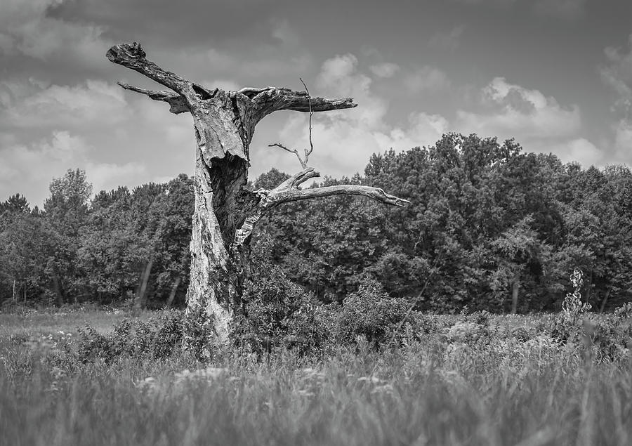 Black And White Photograph - A Tree With A Face 2017-1 by Thomas Young
