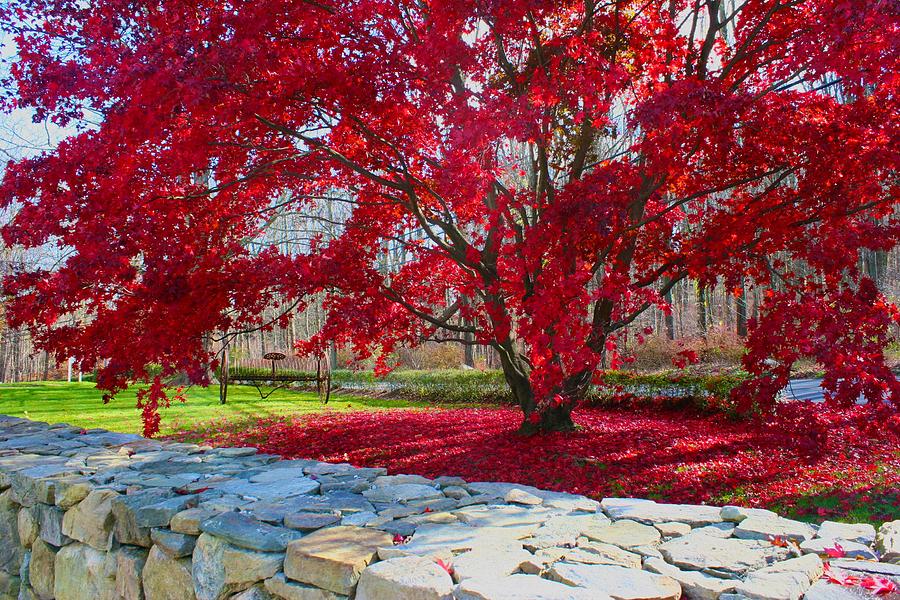 A Trees Red Skirt Photograph by Polly Castor