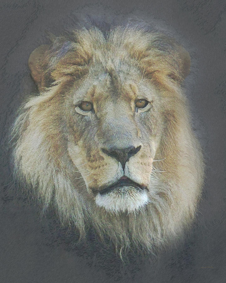 Lion Photograph - A Tribute to Elson King of the Zoo by Ernest Echols