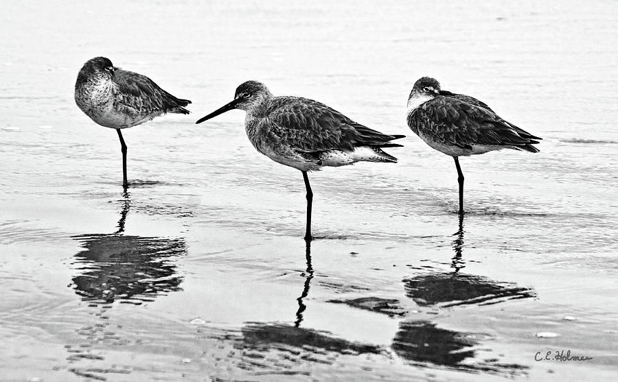 A Trio - BW Photograph by Christopher Holmes