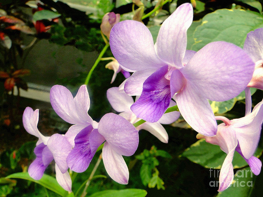 A Trio of Pale Purple Orchids Photograph by Sue Melvin