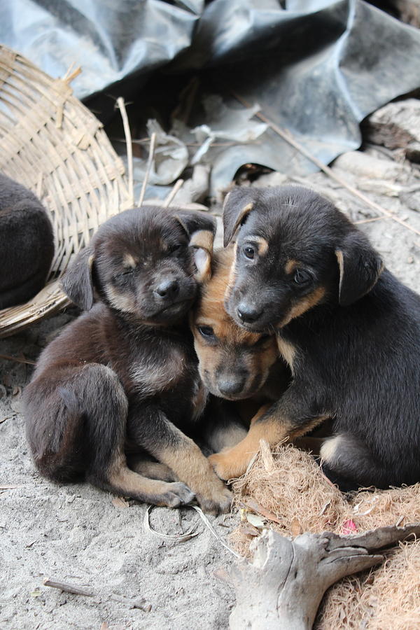 A Trio of Puppies, Near Rishikesh Photograph by Jennifer Mazzucco