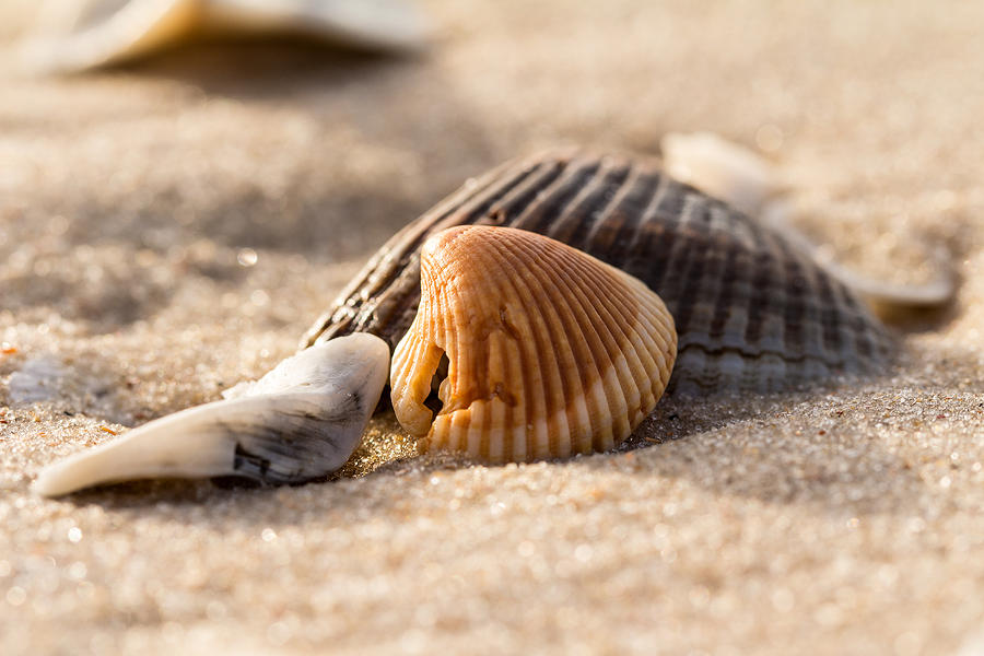 A Trio of Shells Photograph by Andrea Kappler