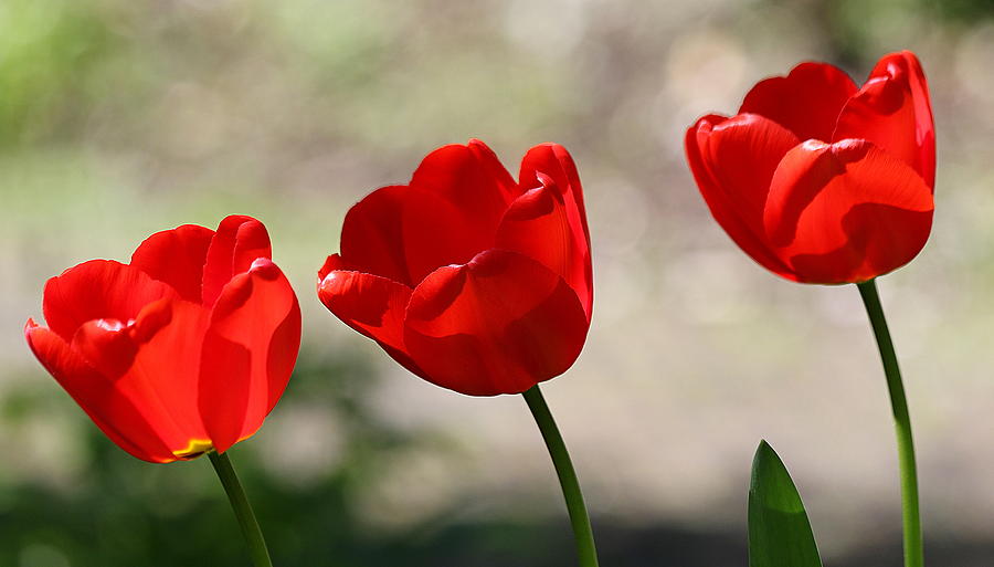 A Trio of Tulips Photograph by John Topman
