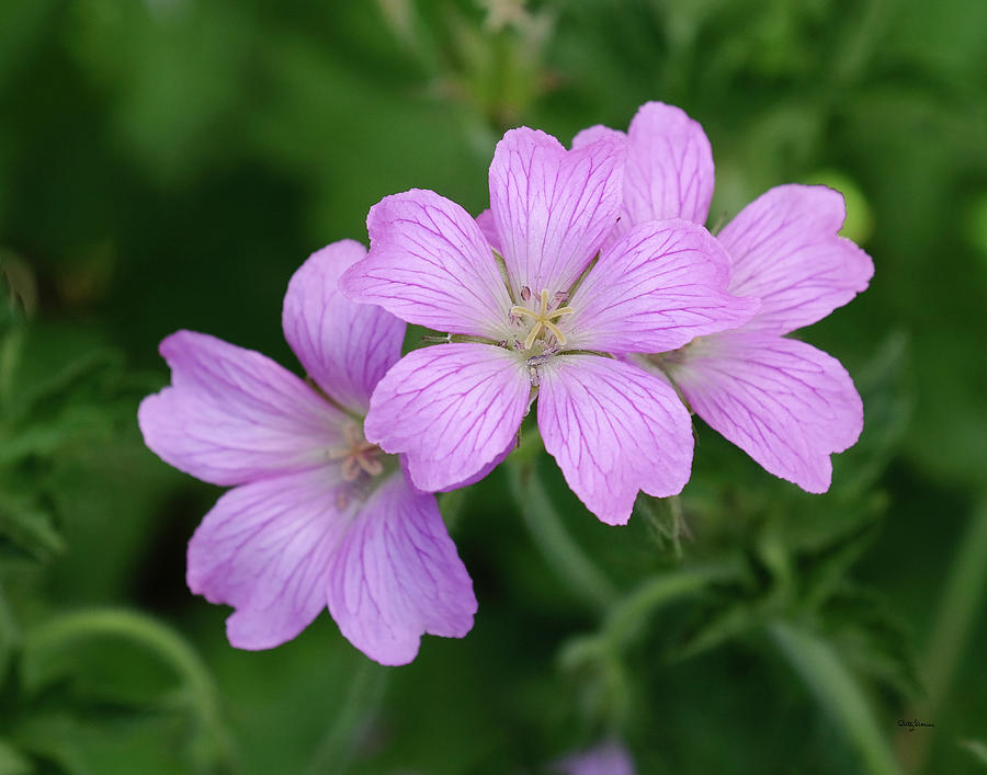 Flower Photograph - A Trio of Wild Geraniums by Betty Denise