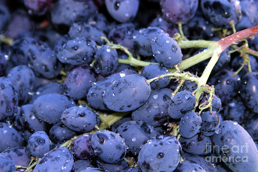A Trip Through The Farmers Market Featuring Purple Grapes. Photograph