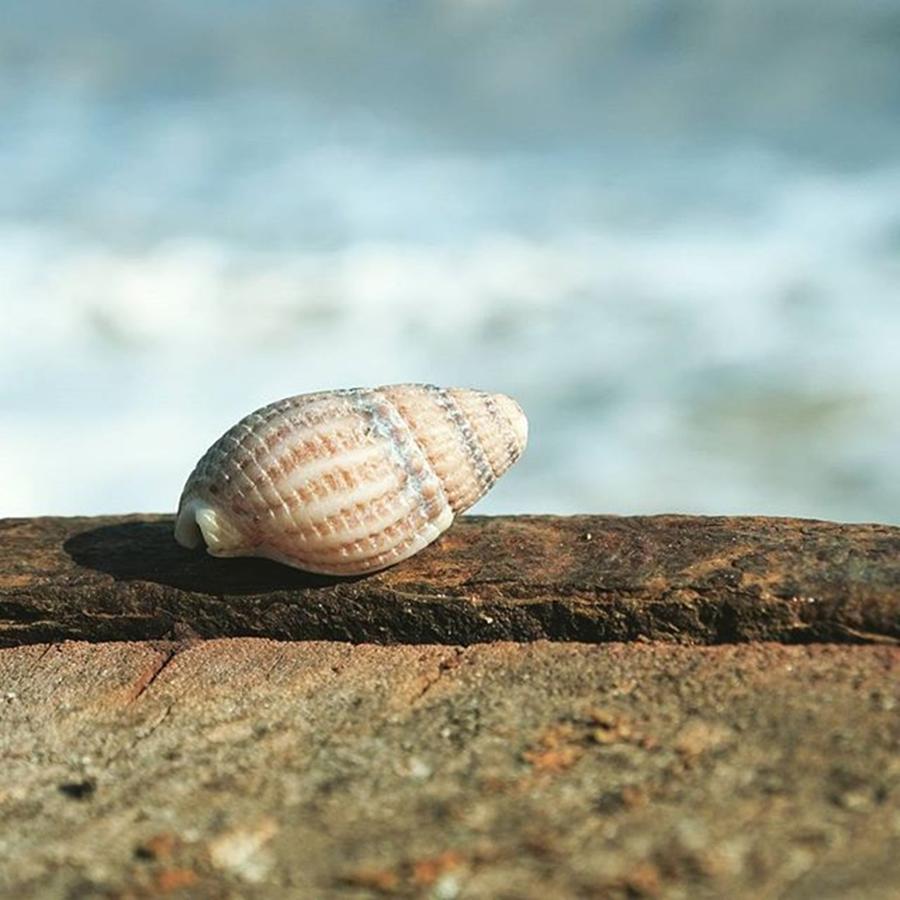 Shell Photograph - A #trip To The #beach Resulted In Me by Gary Finch