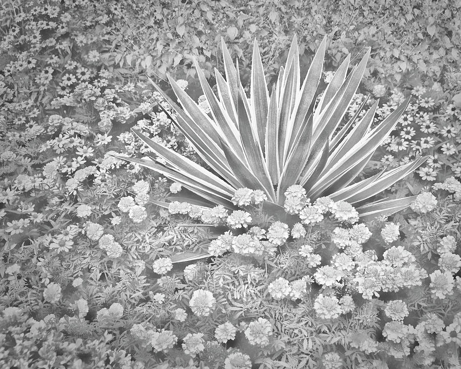 A Tropical Flower Garden in Black and White Photograph by Mitch Spence